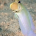 jawfish_yellowhead_dw_wc_v_0036_tci1861.jpg